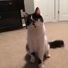 ilovecats111